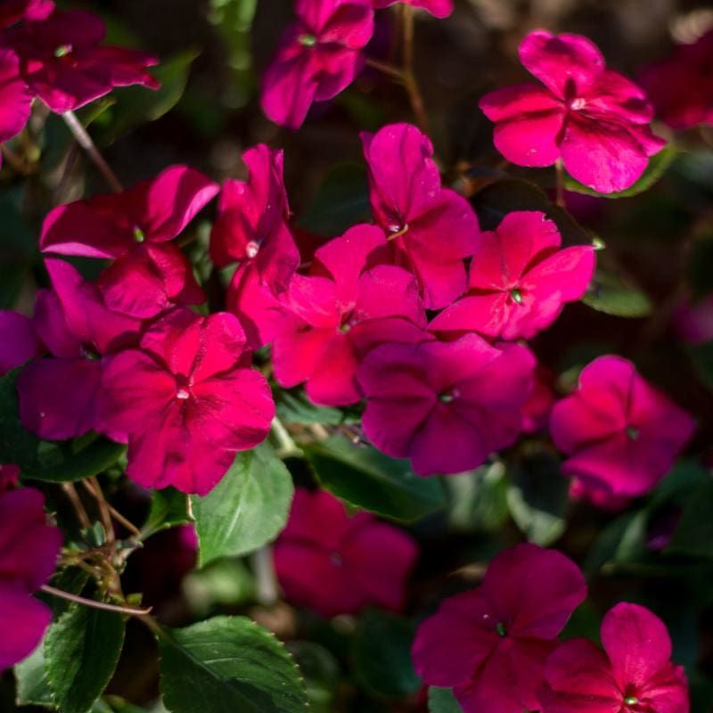 Impatiens 'Accent Burgundy'