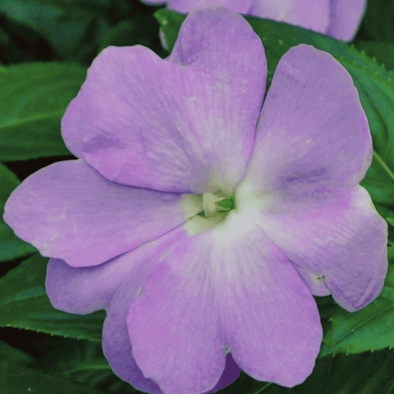 Impatiens 'Dazzler Blue Pearl'