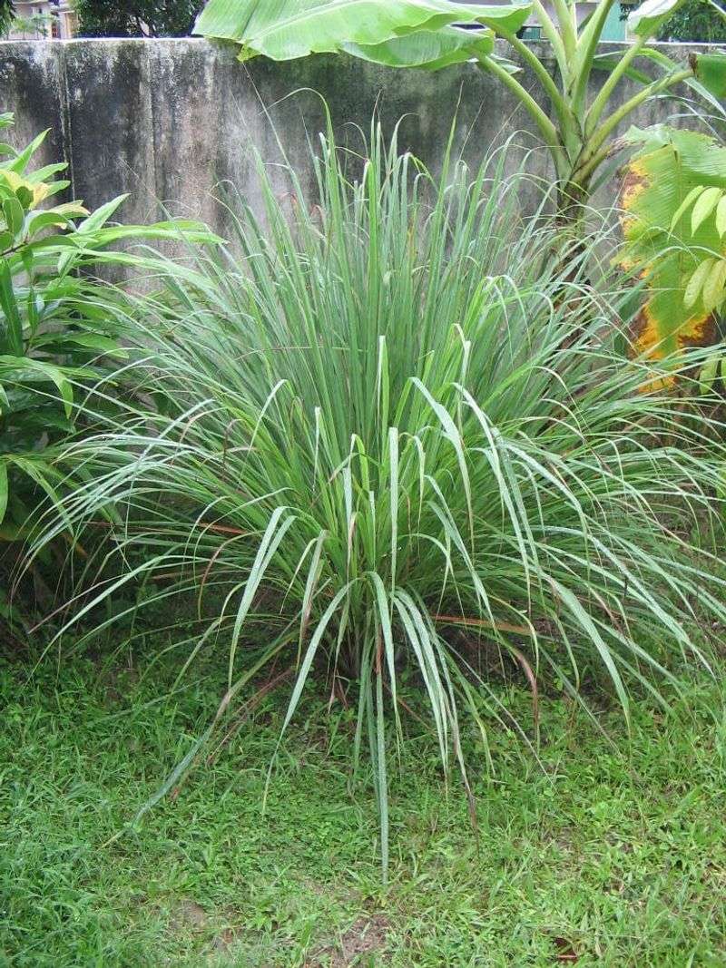 Ornamental Grasses