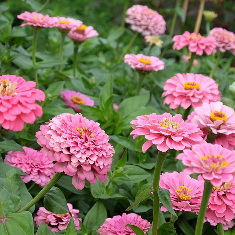 Zinnia