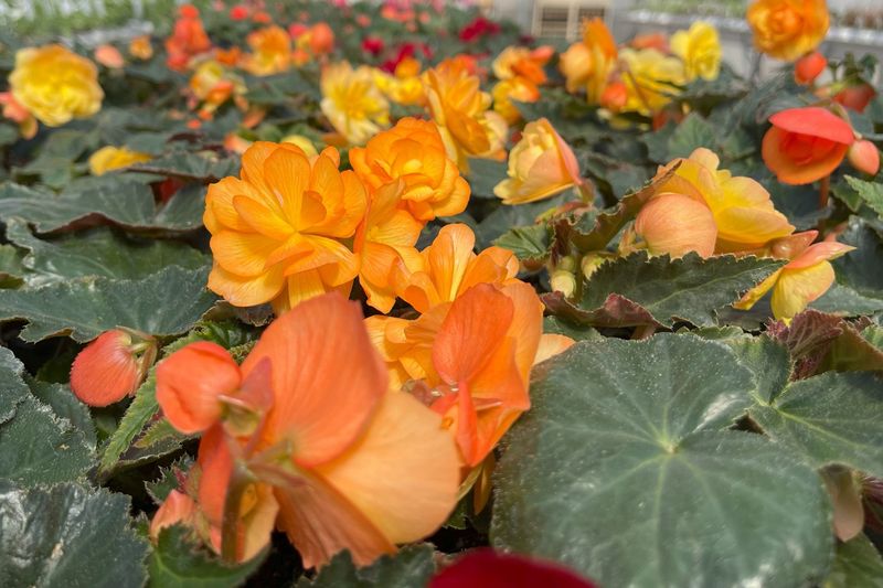 Begonia