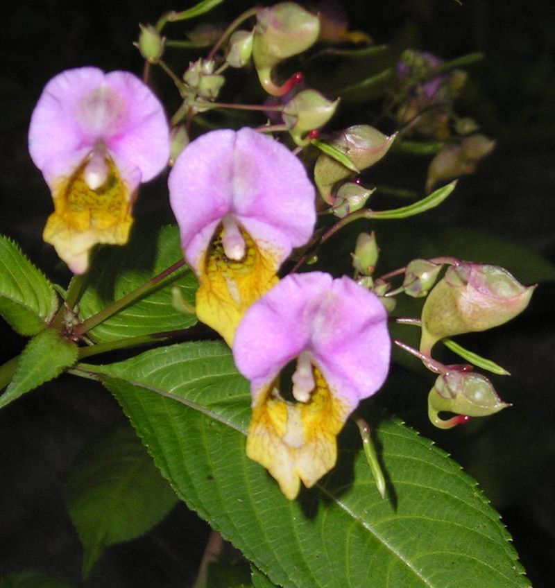 Impatiens Bicordata