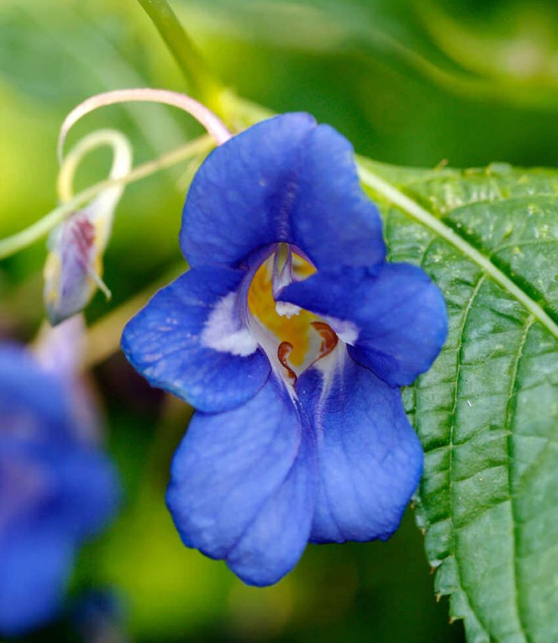 Impatiens Namchabarwensis