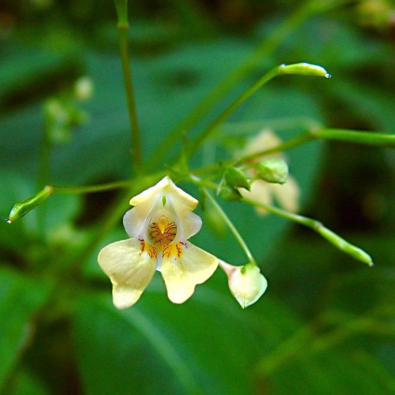 Impatiens Parviflora