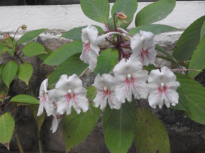 Impatiens Grandis