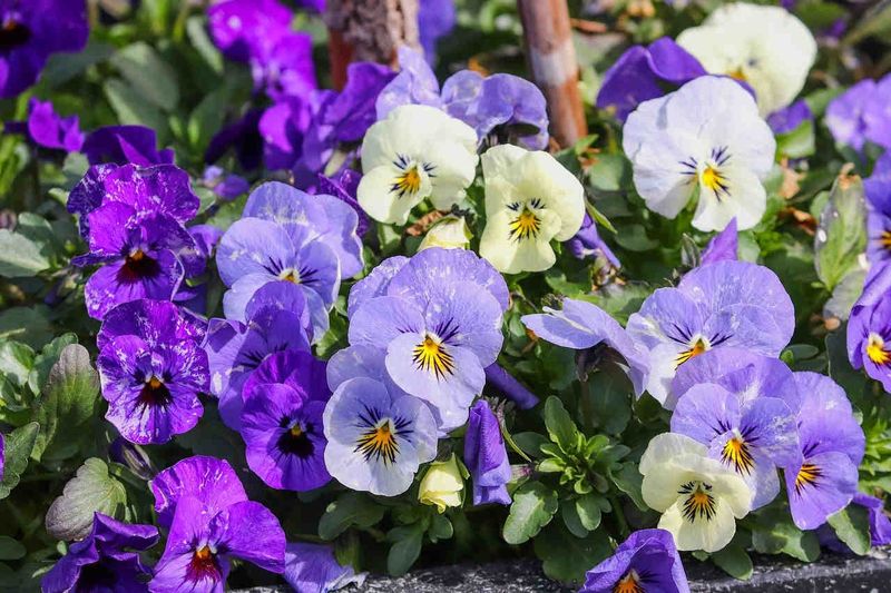 Ornamental Pansies and Violas