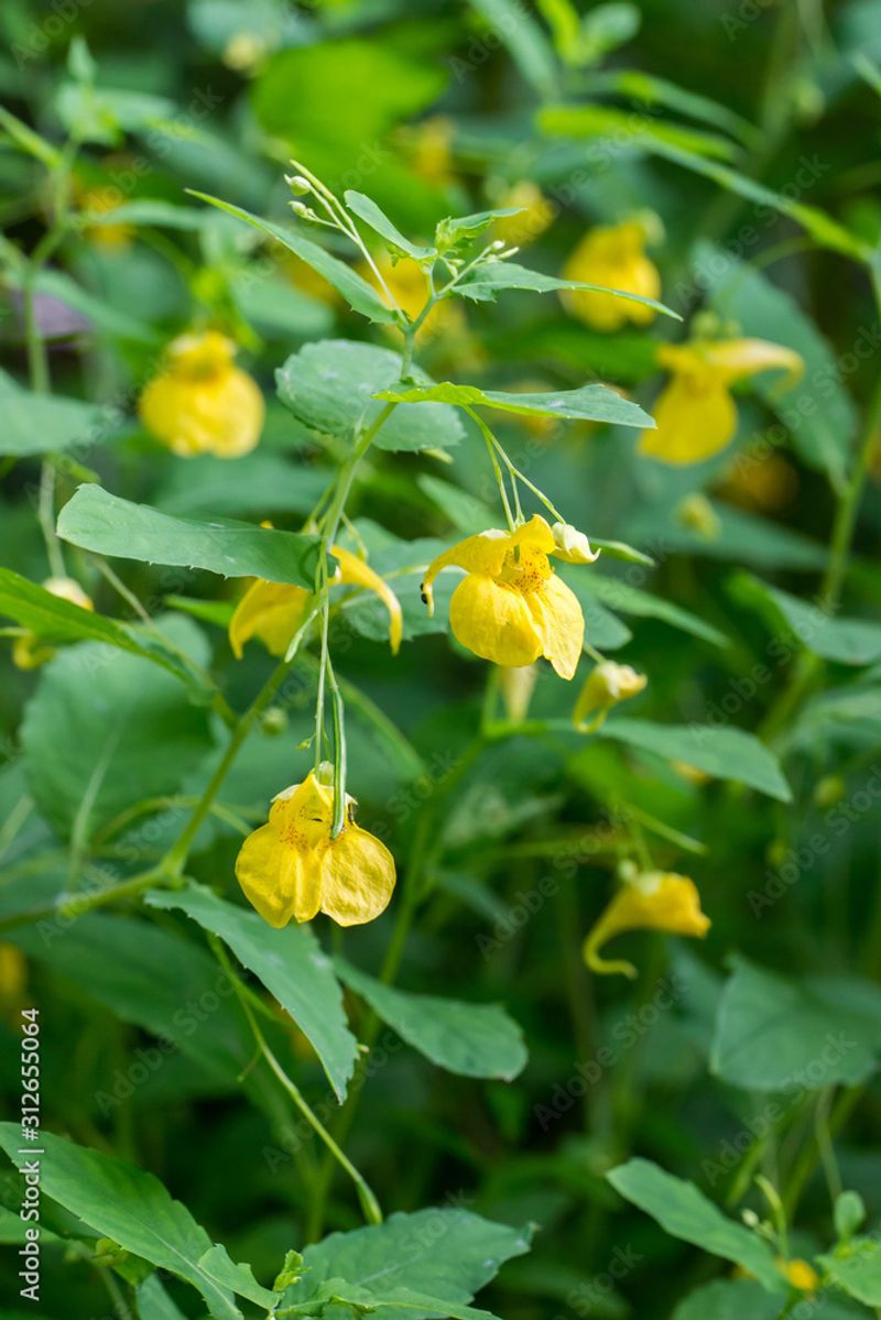 Impatiens Noli-tangere