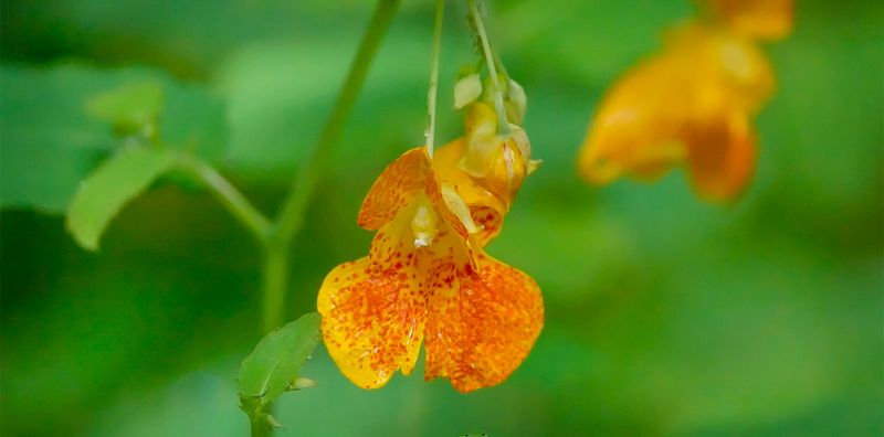 Impatiens Capensis