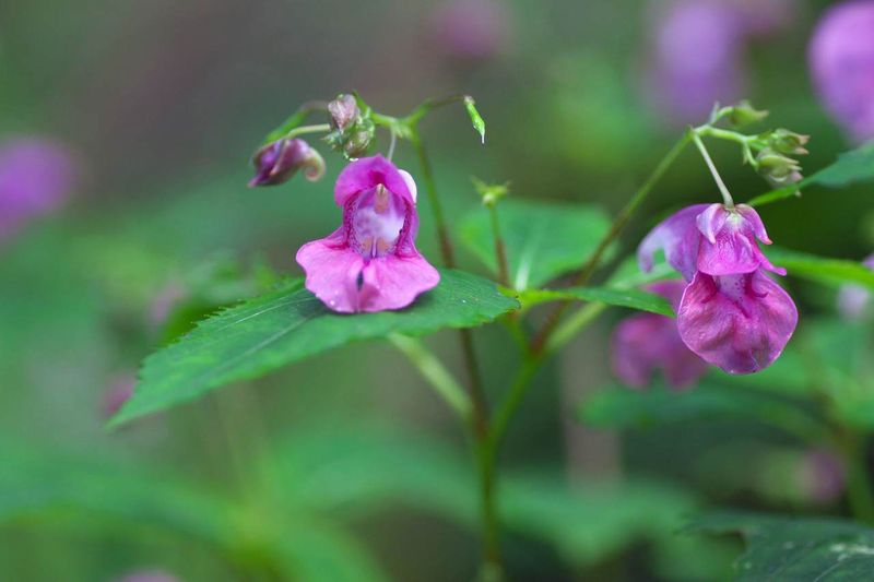 Impatiens Textori