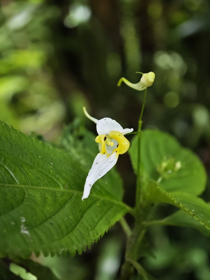 Impatiens Flaccida