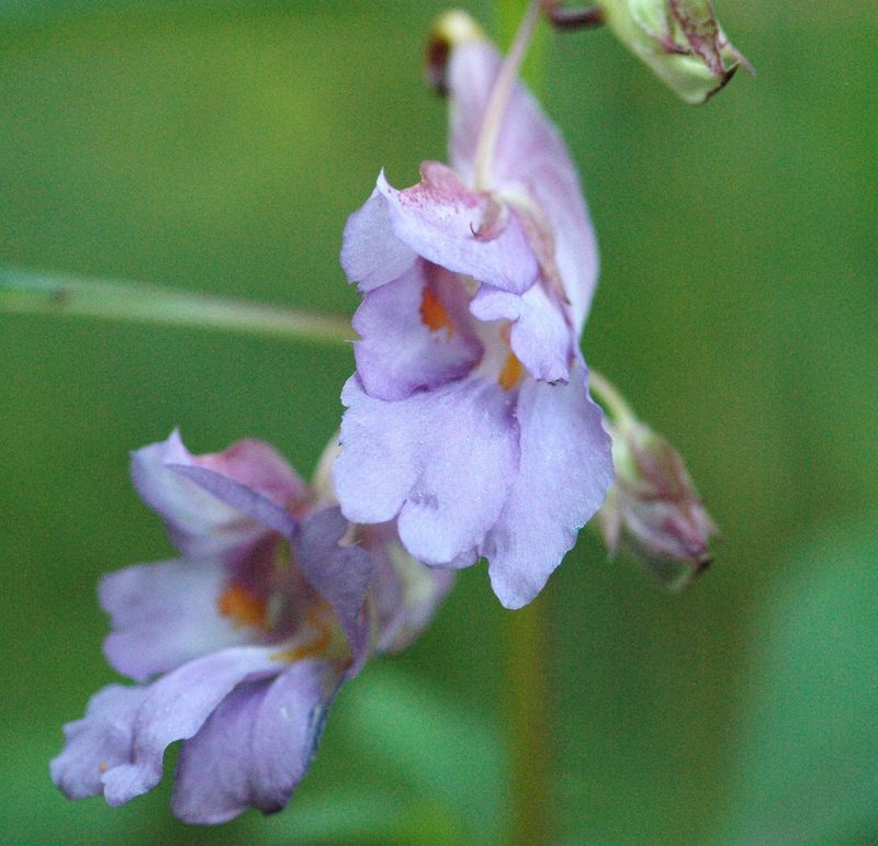 Impatiens Arguta