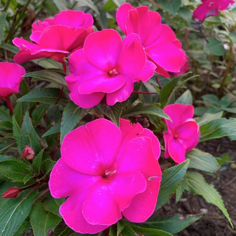Impatiens Glandulosa