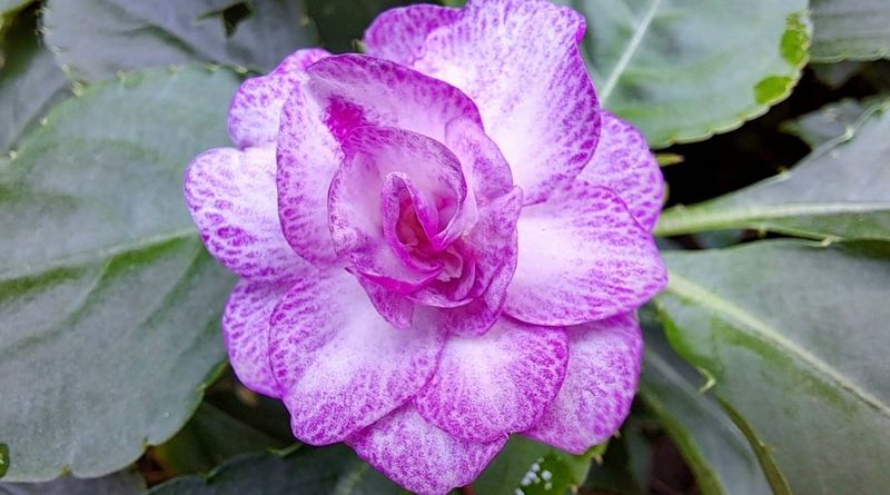 Fiesta Ole Purple Stripe