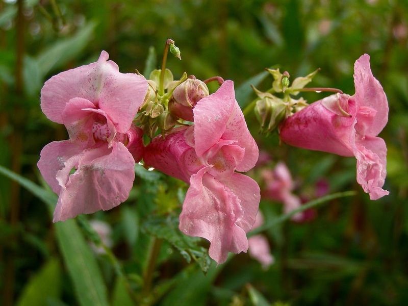 Impatiens Glandulifera