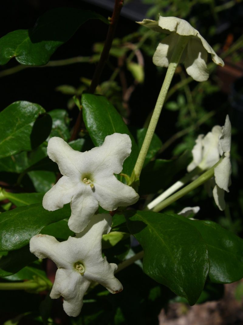 Brunfelsia (White-flowering cultivar)