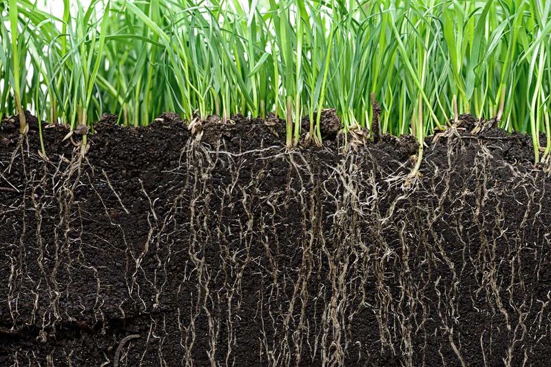 Promoting Soil Microbial Activity