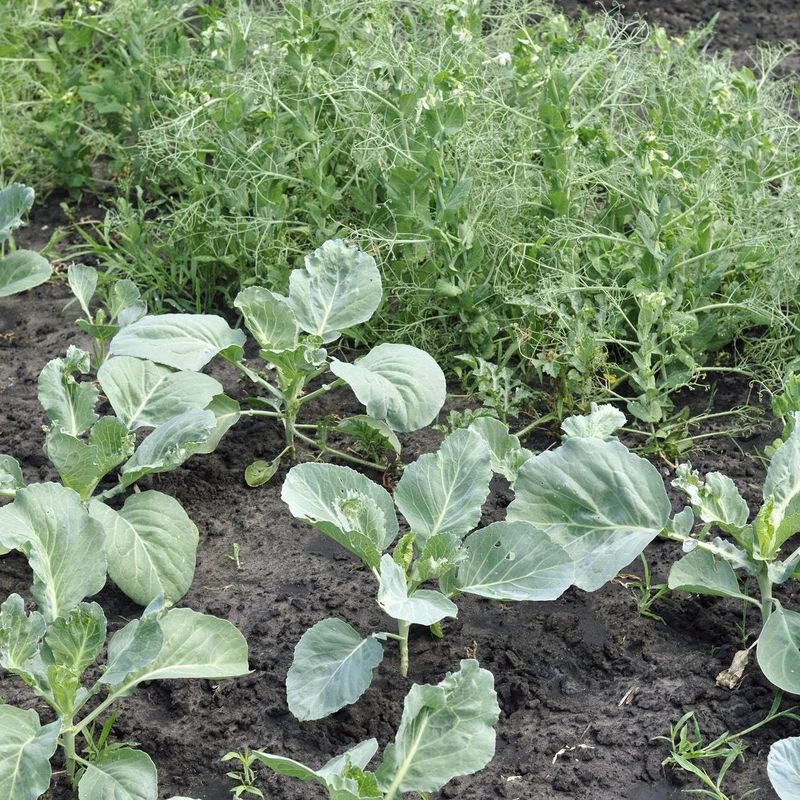 Lack of Companion Planting