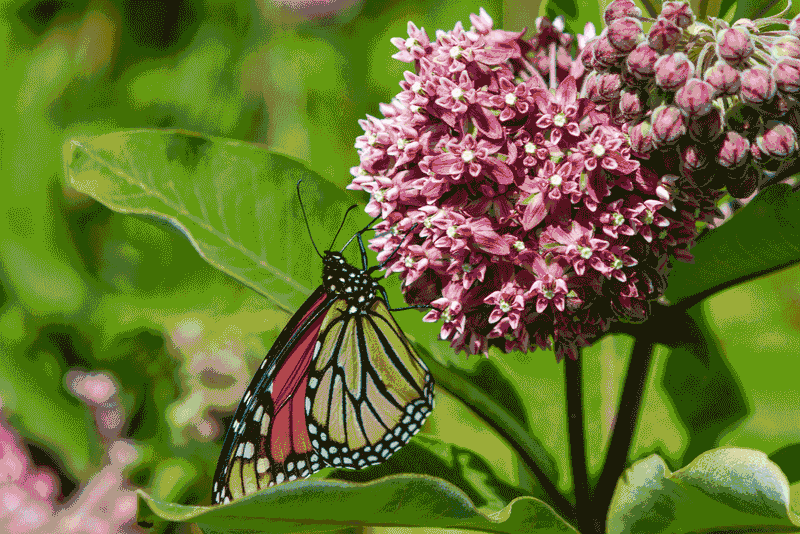 Supports Biodiversity