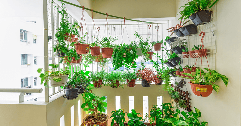 Unsuitable Plant Choices