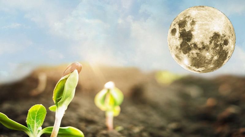 Enhanced Growth Cycles