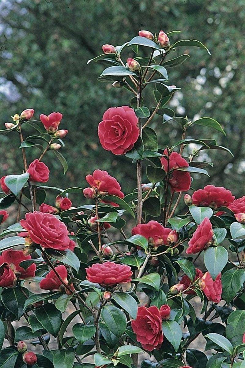 Camellia (Camellia spp.)