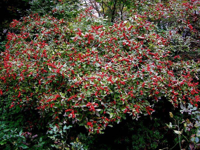 Beautyberry (Callicarpa dichotoma, red-berried variety)