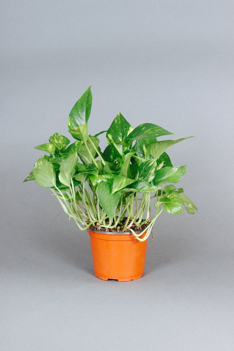 Supporting Mental Clarity