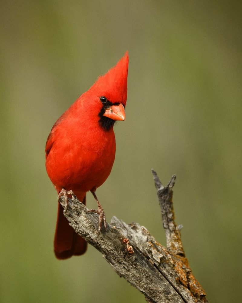 Incorporate Natural Perches