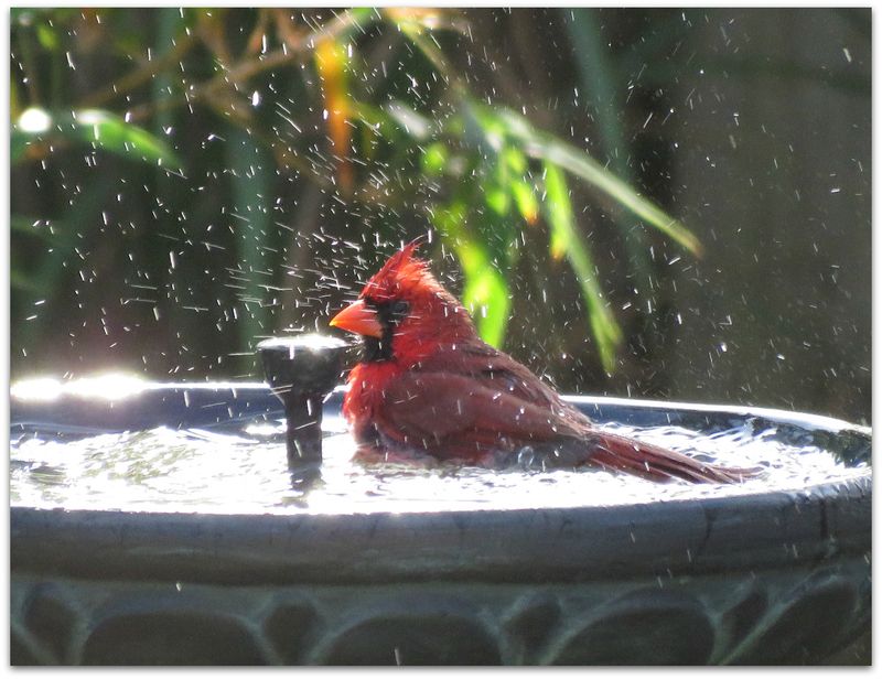 Provide Fresh Water Source