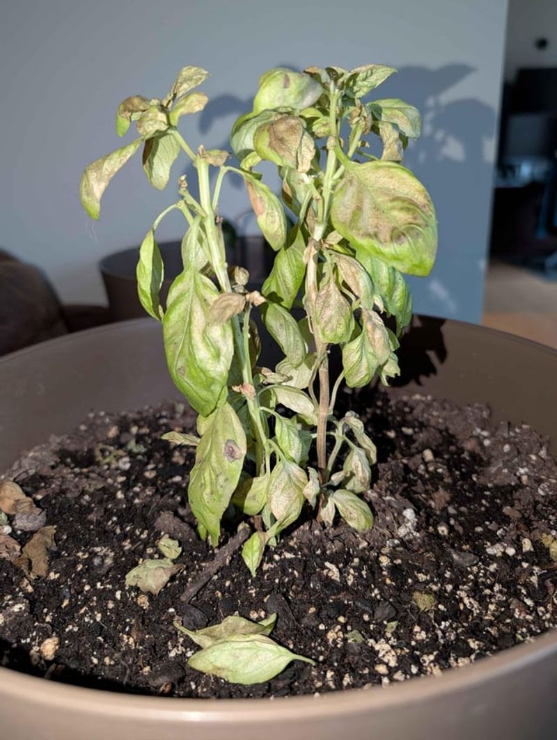 Planting in Poor Soil