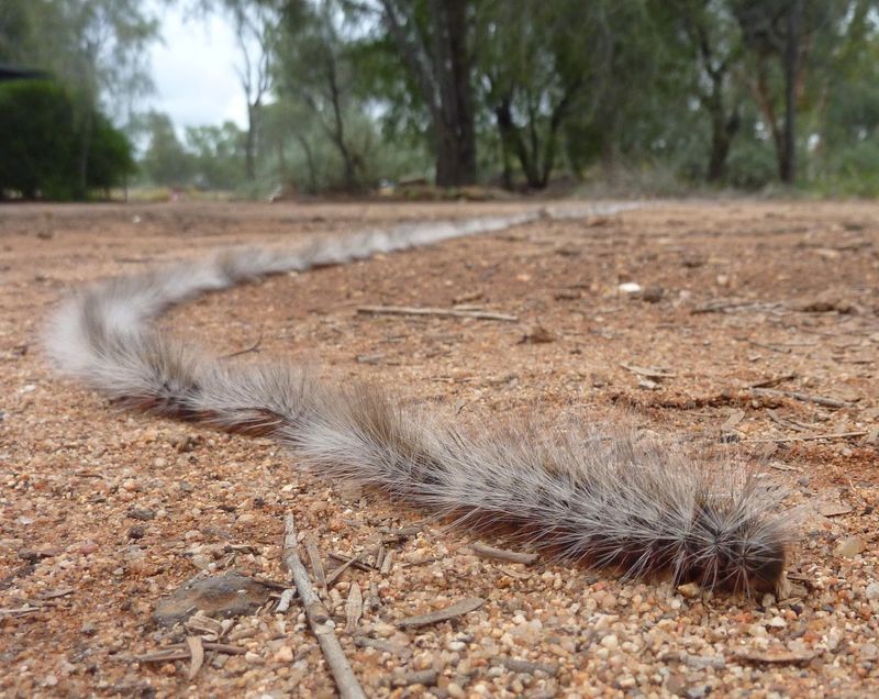 Bag Shelter Caterpillar