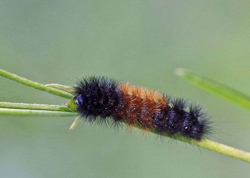 Woolly Bear Caterpillar