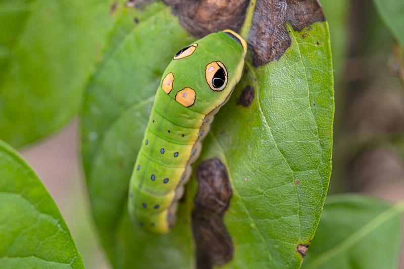 Spicebush Swallowtail Caterpillar