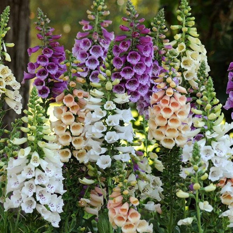 Foxglove