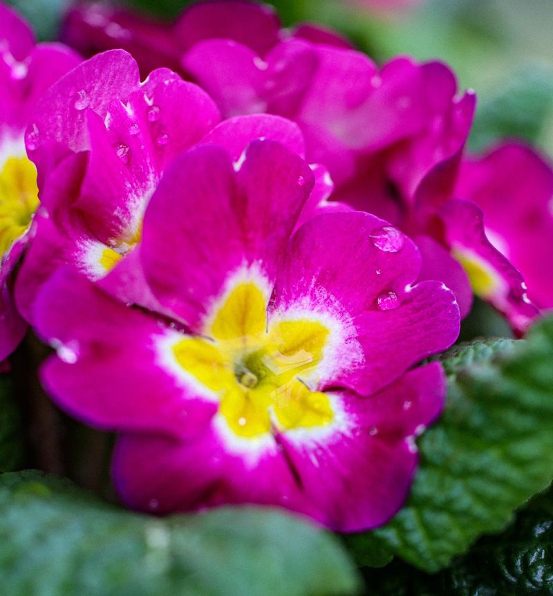 Primrose