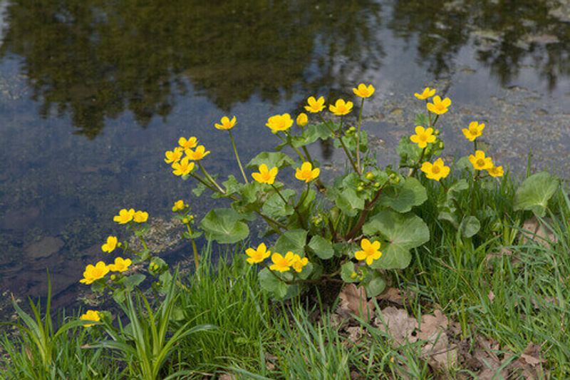 Marsh Marigold