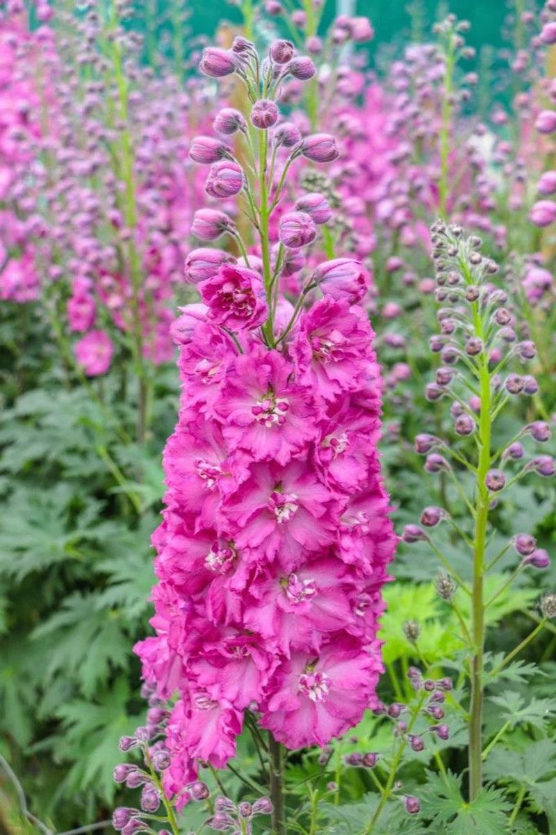 Delphinium 'Pink Punch'
