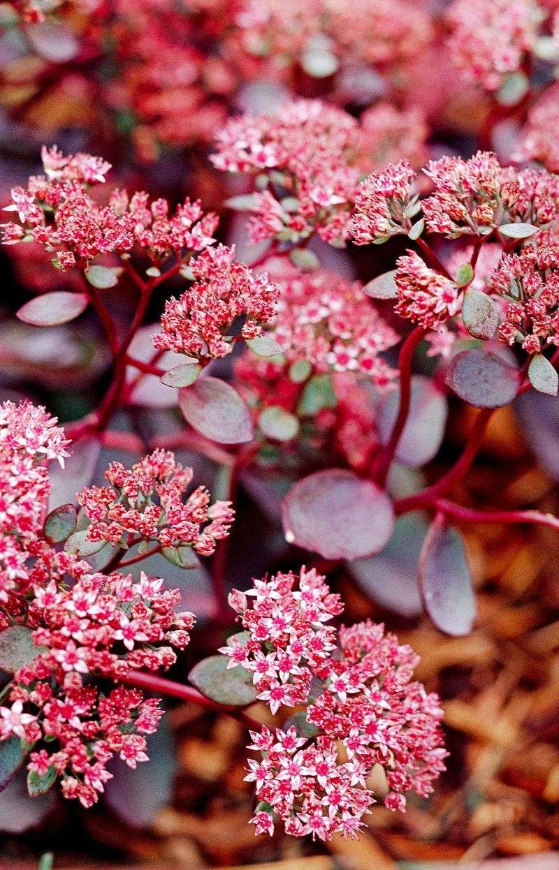 Sedum