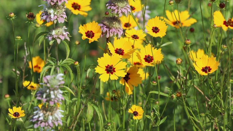 Coreopsis