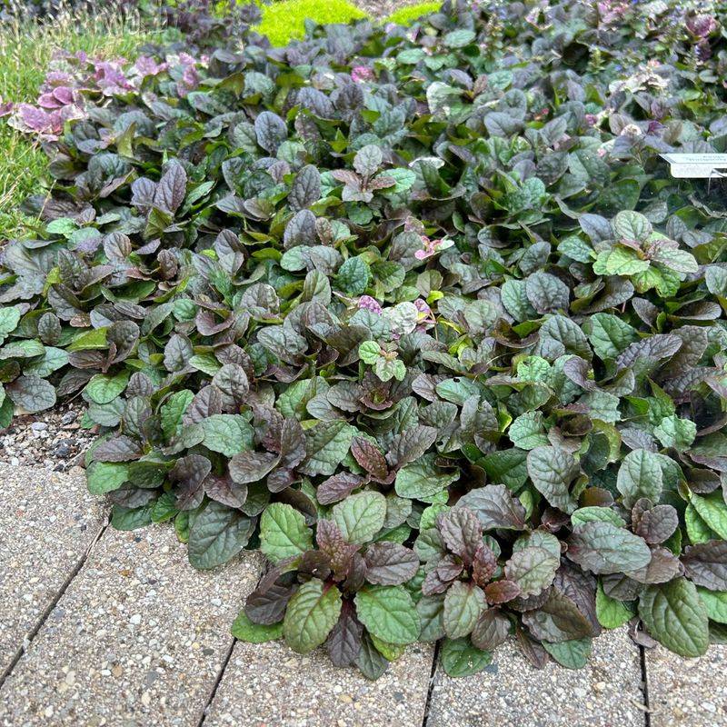 Ajuga Reptans