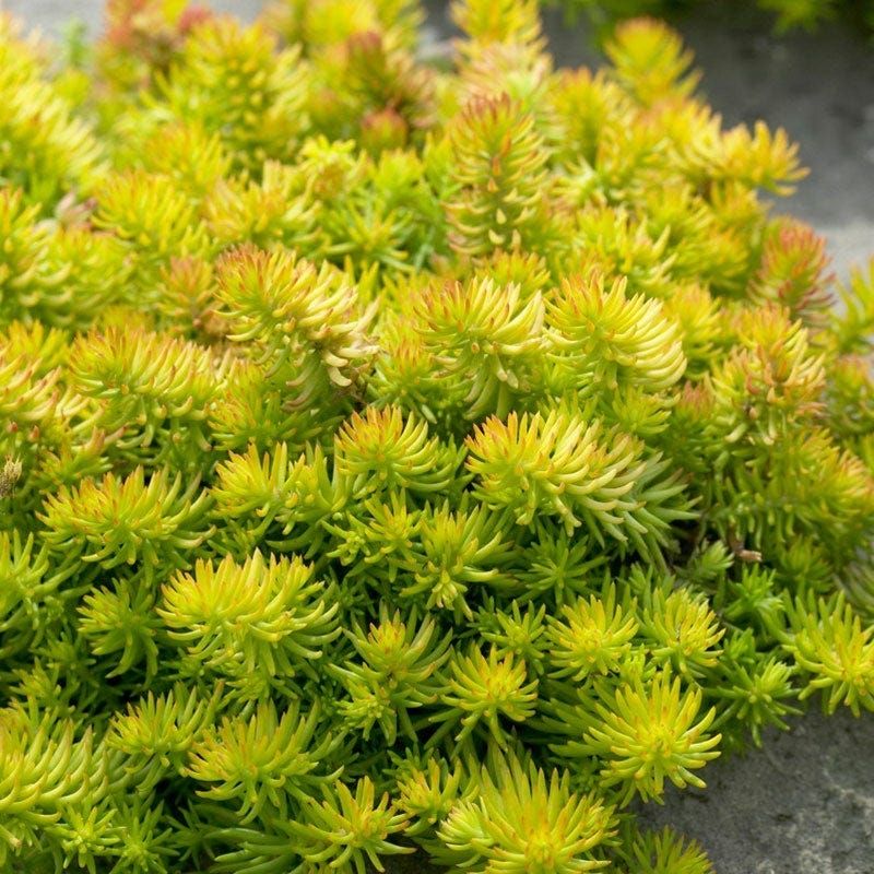 Sedum (Stonecrop)