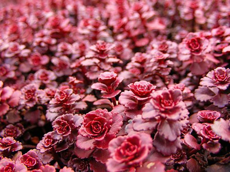 Sedum 'Dragon's Blood'