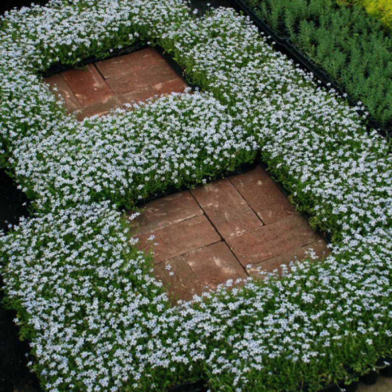 Blue Star Creeper (Isotoma fluviatilis)
