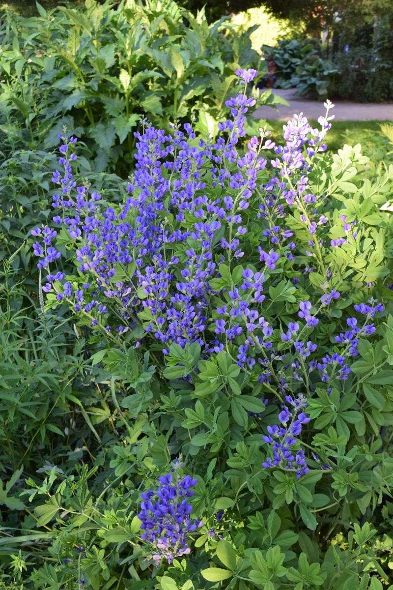 Baptisia