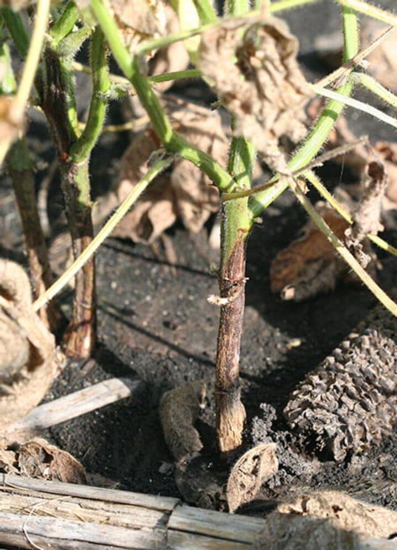 Decreased Stalk Diameter