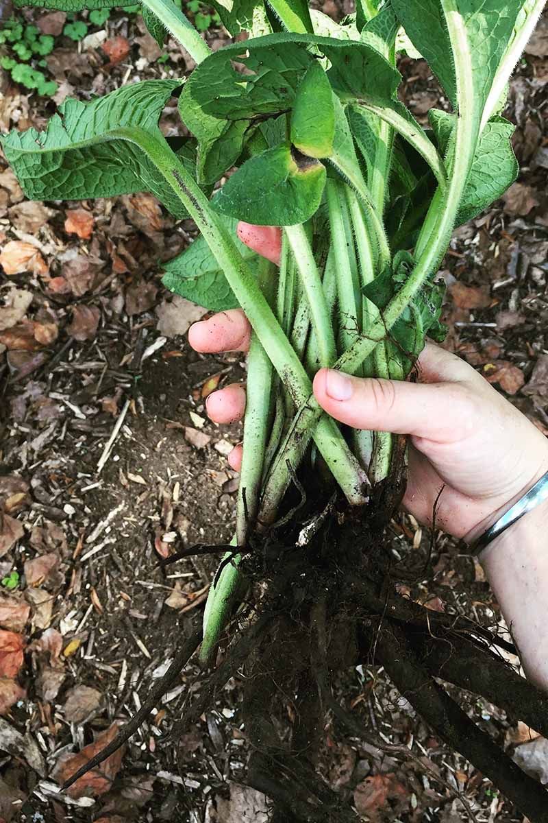 The Roots Go Deeper Than You Think