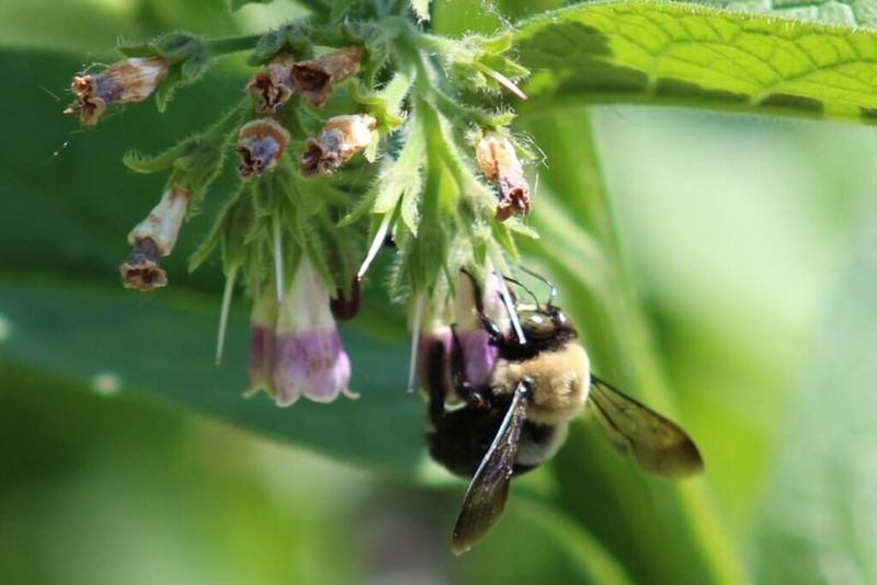 Bees Love It—But It’s Not for Every Pollinator
