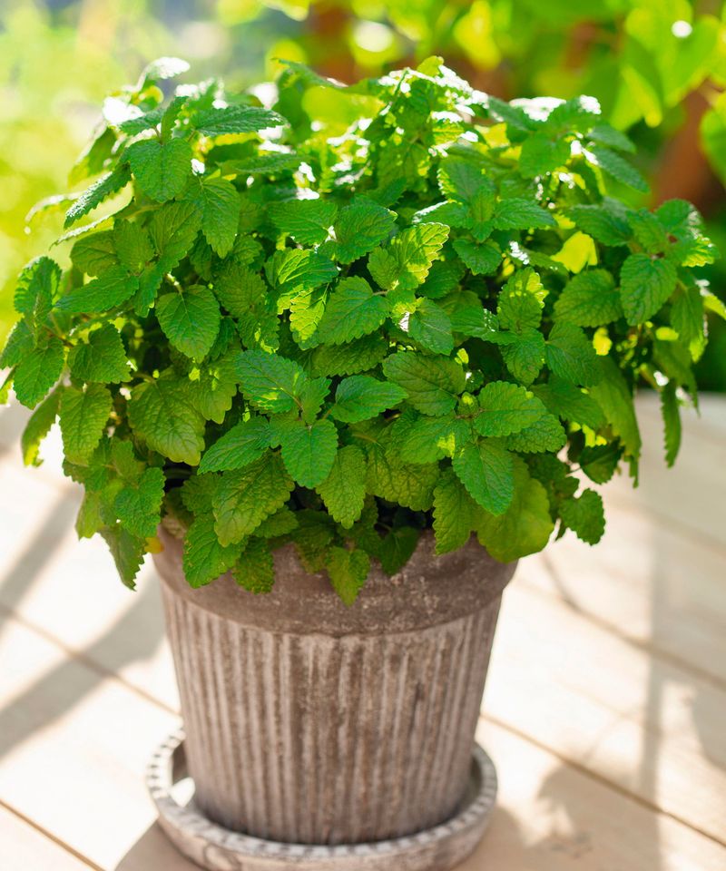 Lemon Balm