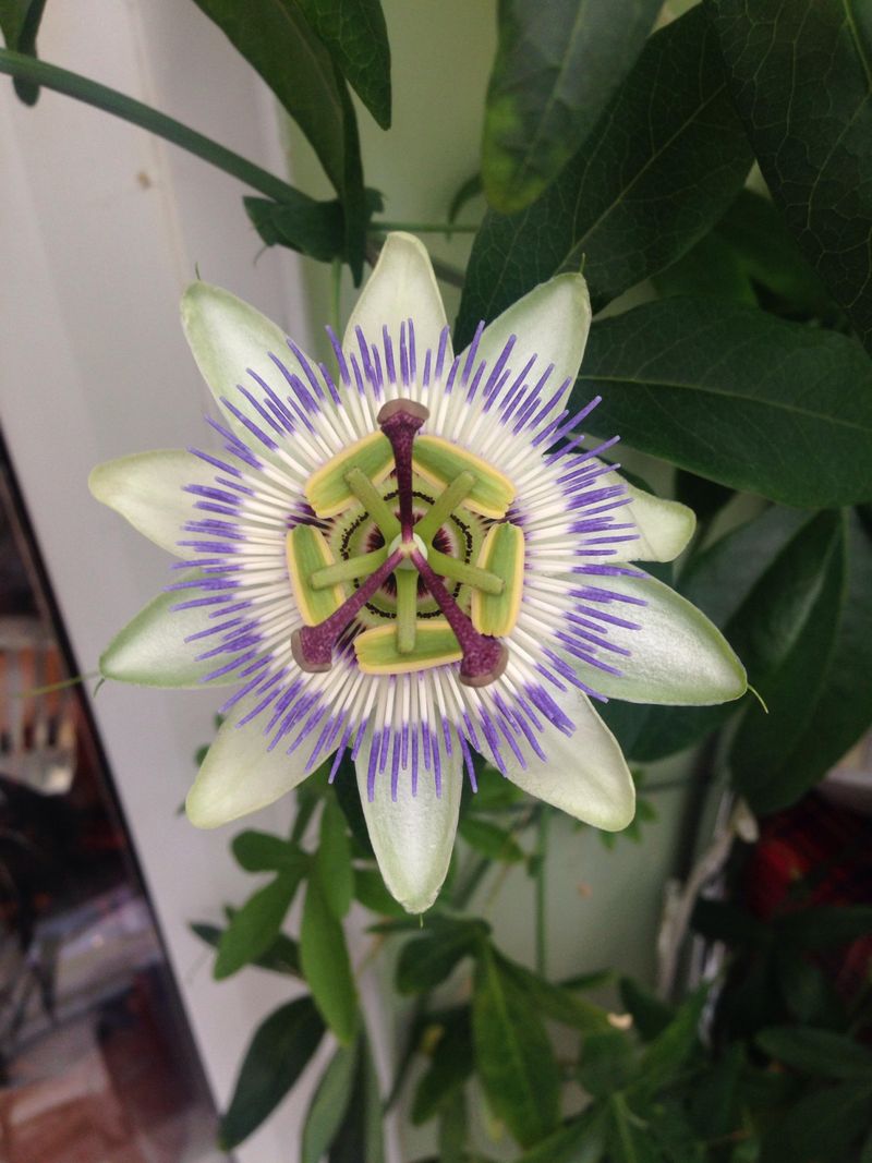 Passionflower