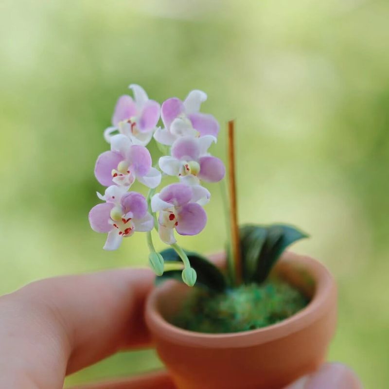 Miniature Orchid
